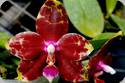Phal. Yang Yang Prince